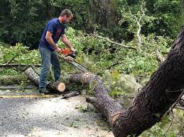Best Storm Damage Tree Cleanup  in Prunedale, CA