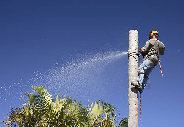 Best Lawn Maintenance Plans  in Prunedale, CA