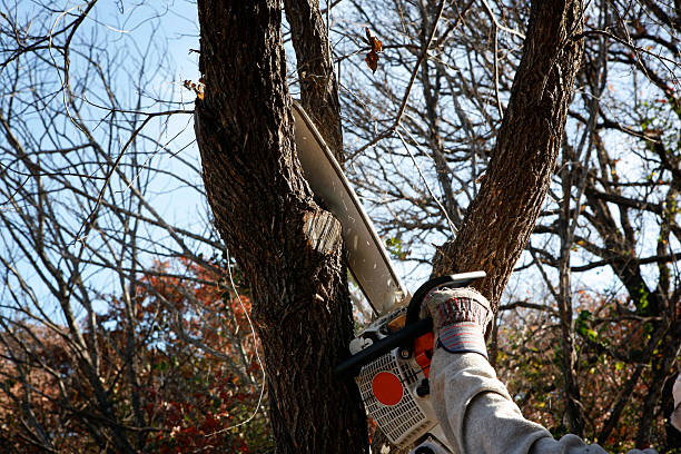 Best Tree Maintenance Programs  in Prunedale, CA