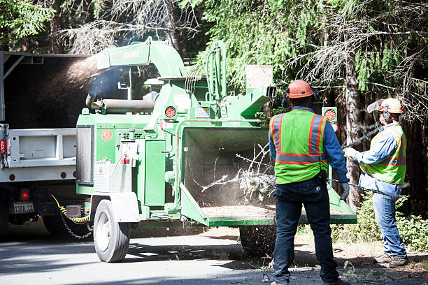 How Our Tree Care Process Works  in  Prunedale, CA