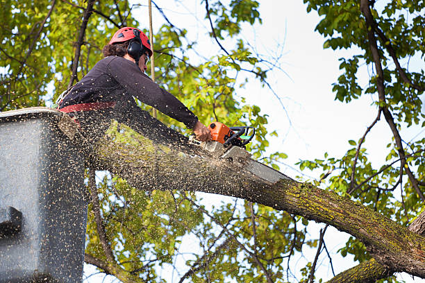 Reliable Prunedale, CA Tree Care Solutions