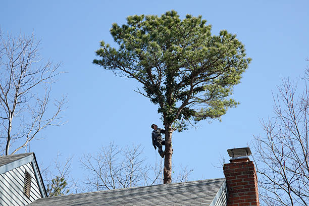 Best Tree Removal  in Prunedale, CA