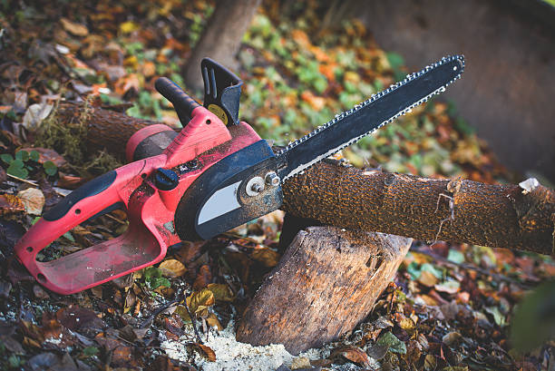 Leaf Removal in Prunedale, CA